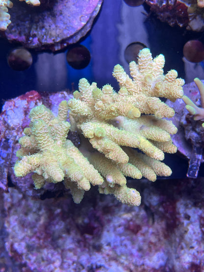 Acropora SP 01 WYSIWG