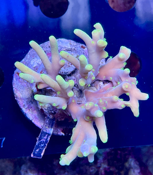 Acropora SP 02 WYSIWG