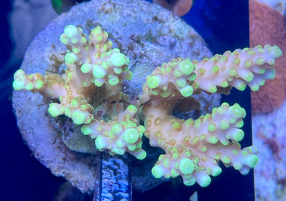 Acropora SP 04 WYSIWG