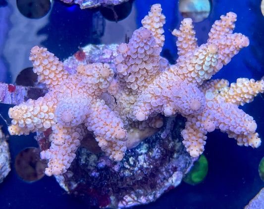 Acropora SP 05 WYSIWG