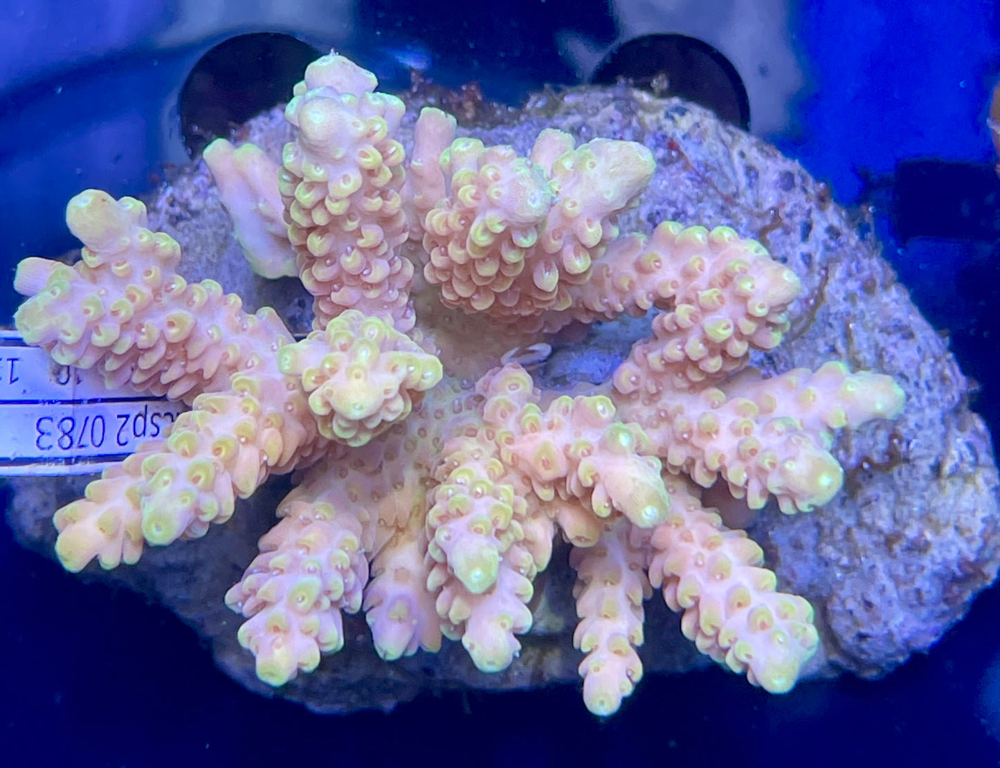 Acropora SP 06 WYSIWG