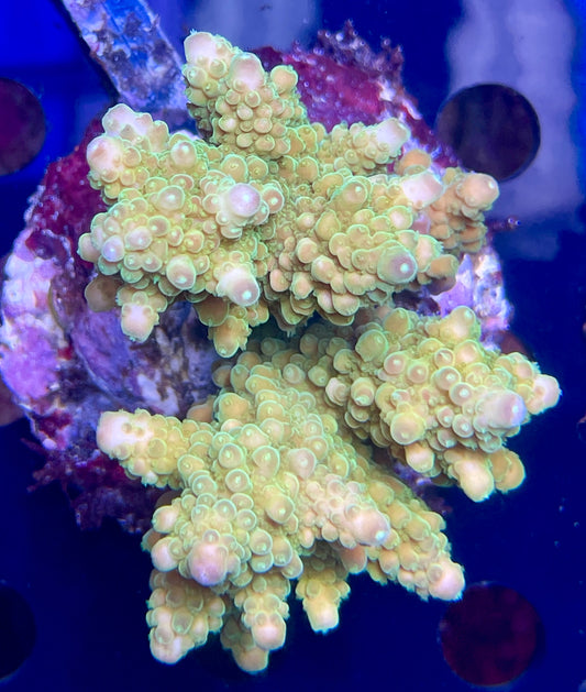 Acropora SP 07 WYSIWG