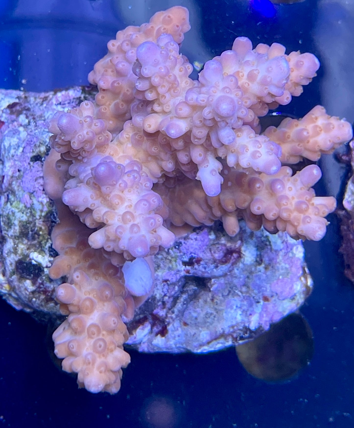 Acropora SP 09 WYSIWG