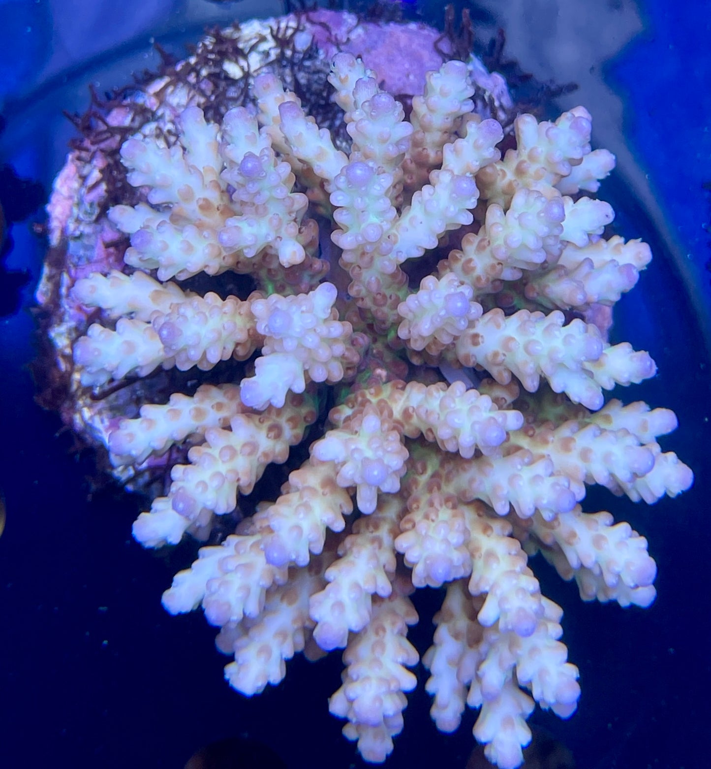 Acropora SP 10 WYSIWG