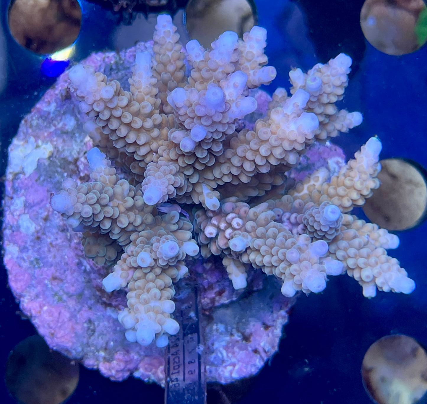 Acropora SP 11 WYSIWG