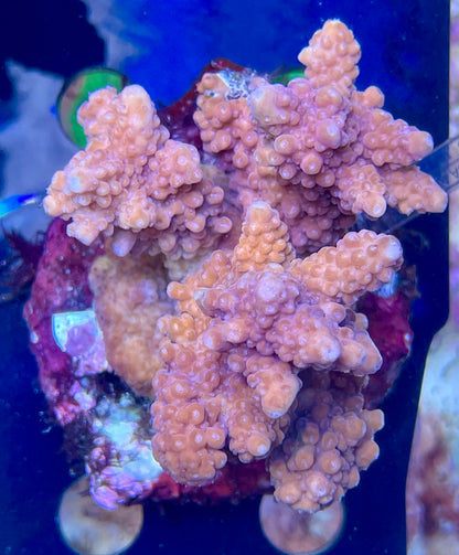 Acropora SP 12 WYSIWG