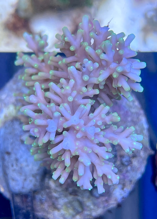 Acropora SP 14 WYSIWG