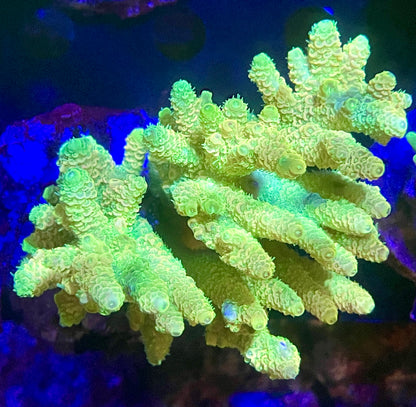 Acropora SP 01 WYSIWG