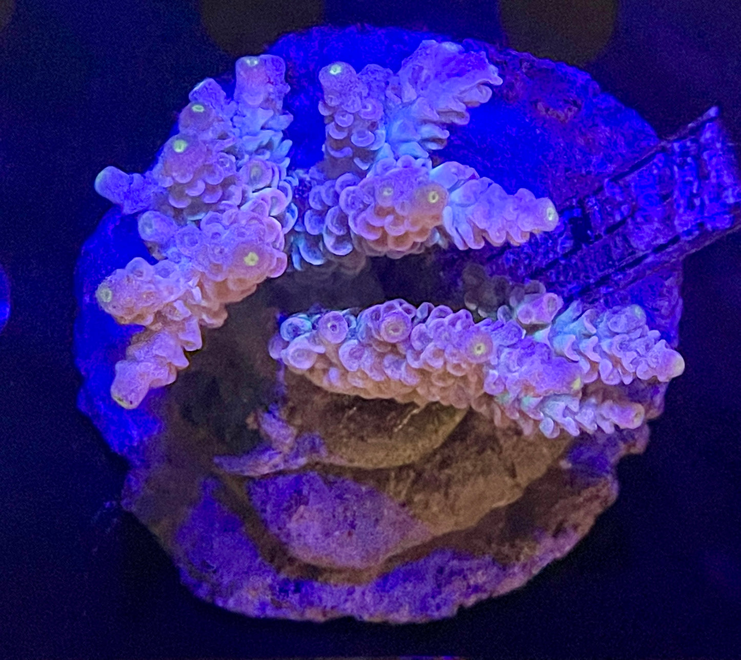 Acropora tenuis 03 WYSIWG