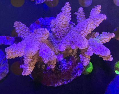 Acropora SP 05 WYSIWG