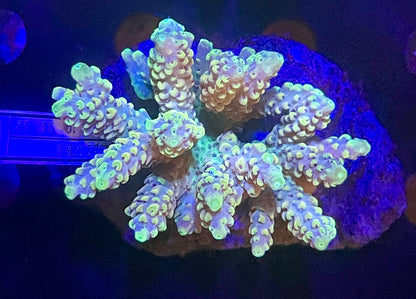 Acropora SP 06 WYSIWG