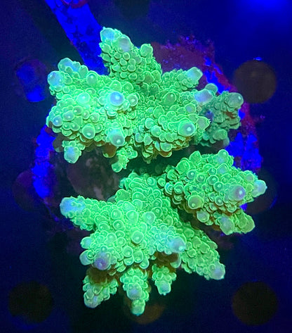 Acropora SP 07 WYSIWG