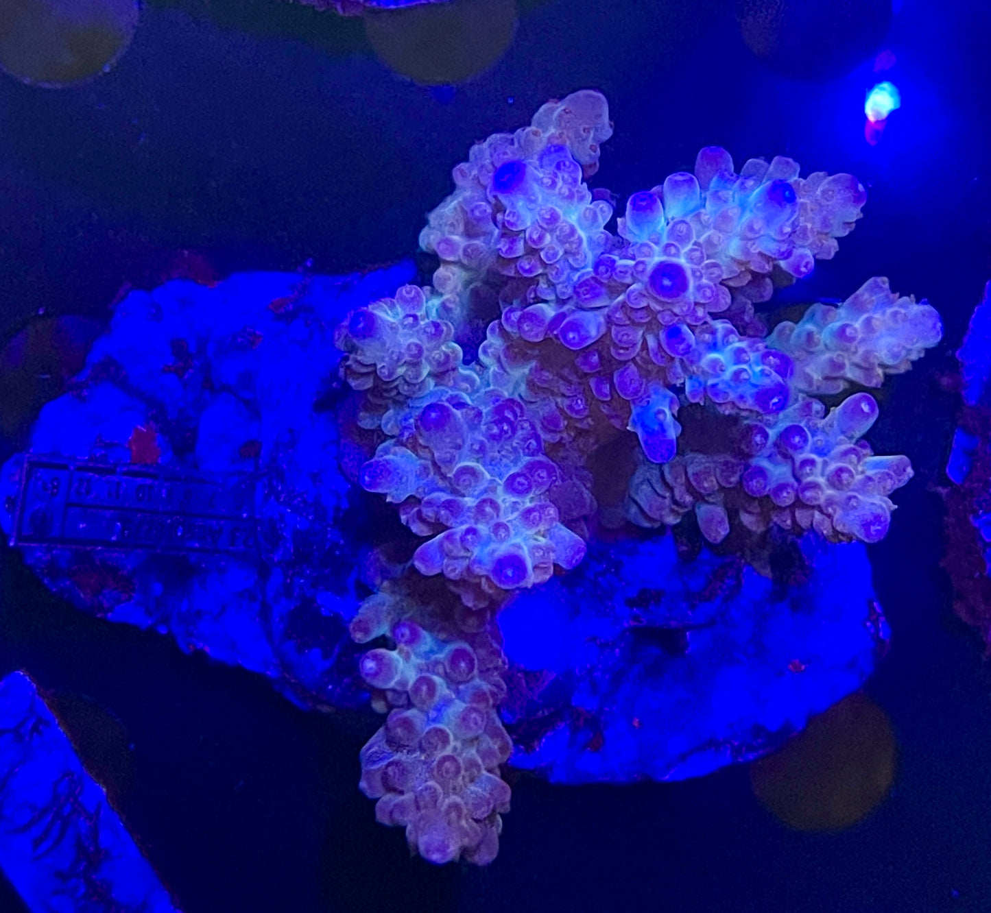 Acropora SP 09 WYSIWG