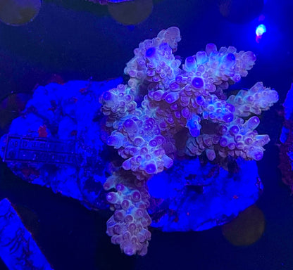 Acropora SP 09 WYSIWG