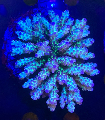 Acropora SP 10 WYSIWG