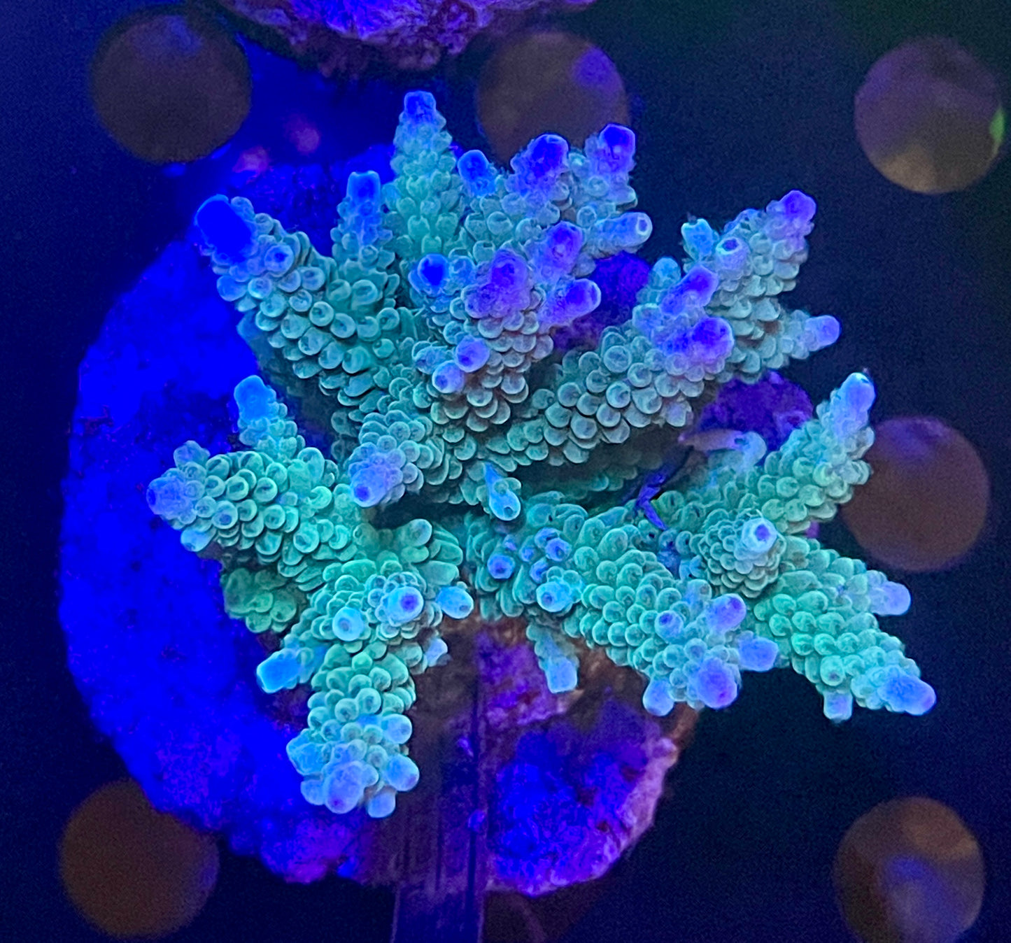 Acropora SP 11 WYSIWG