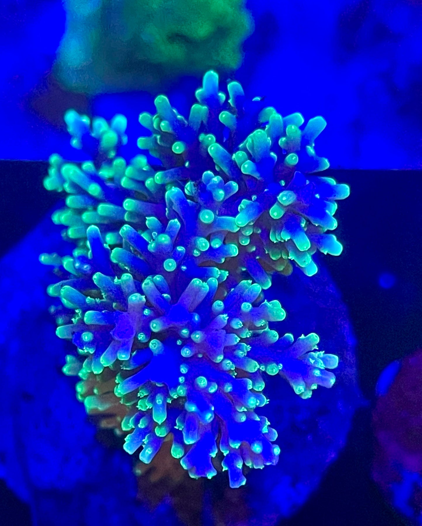 Acropora SP 14 WYSIWG