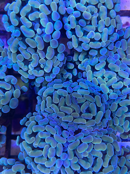 Euphyllia Baliensis "Rainbow"