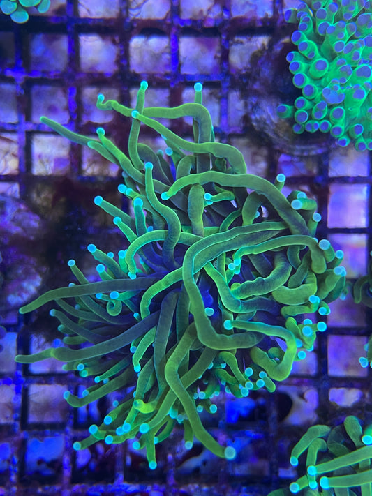 Euphyllia Glabrescens "Dragon Tamer Torch"