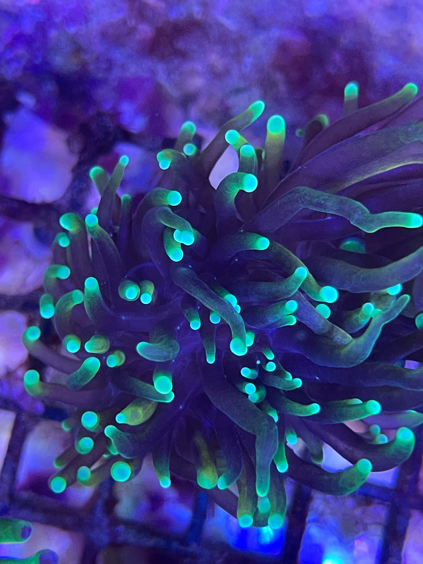 Euphyllia Glabrescens "Dragon Soul"