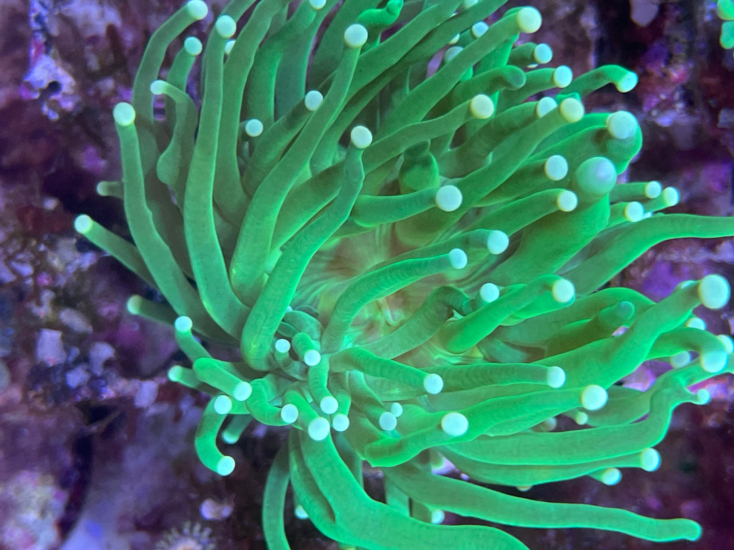 Euphyllia Glabrescens "Green Hulk"