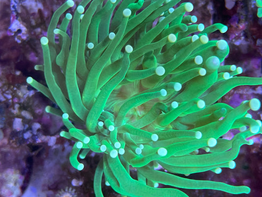 Euphyllia Glabrescens "Green Hulk"