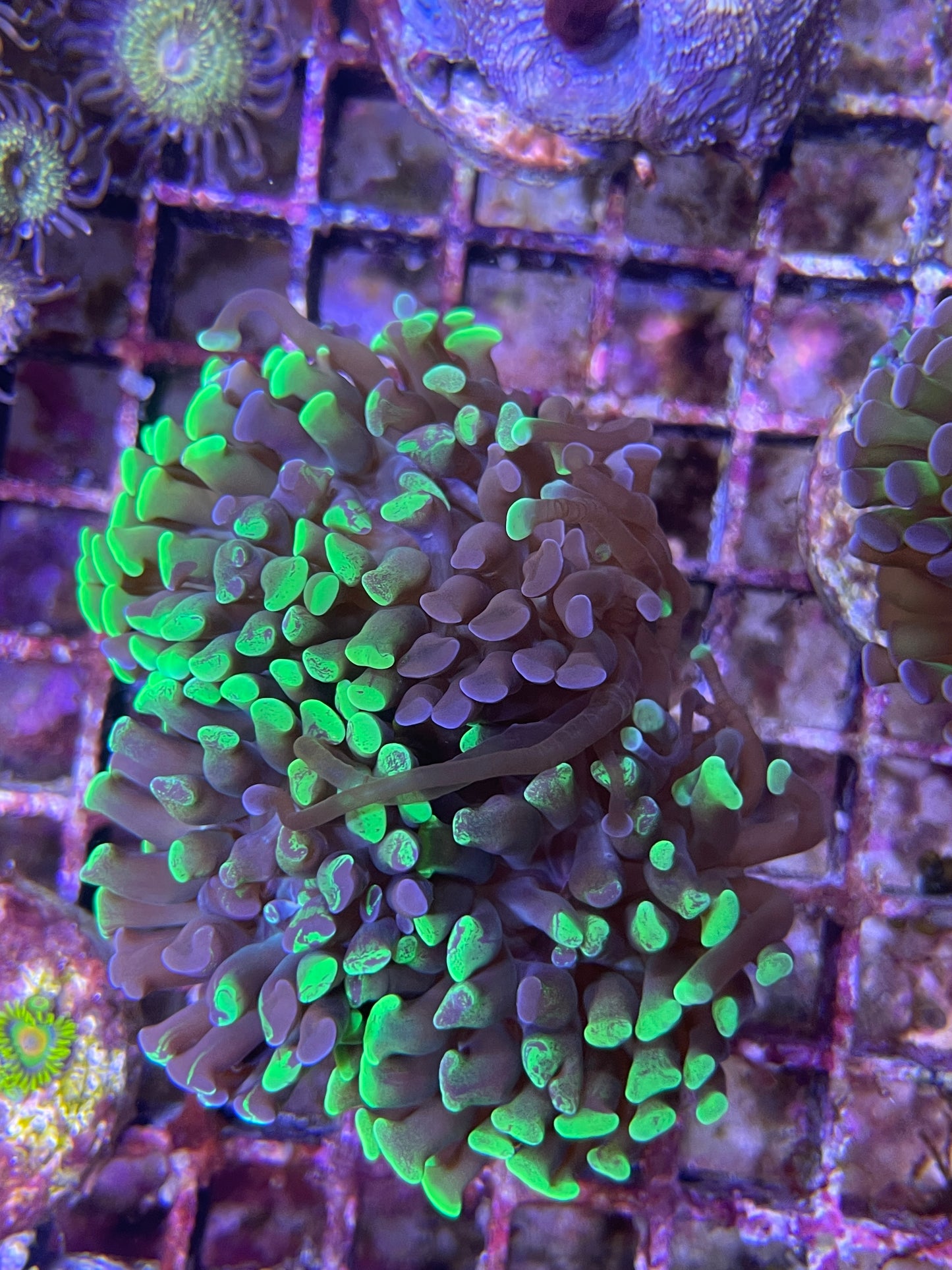 Euphyllia Paraancora Grafted Green Splatter