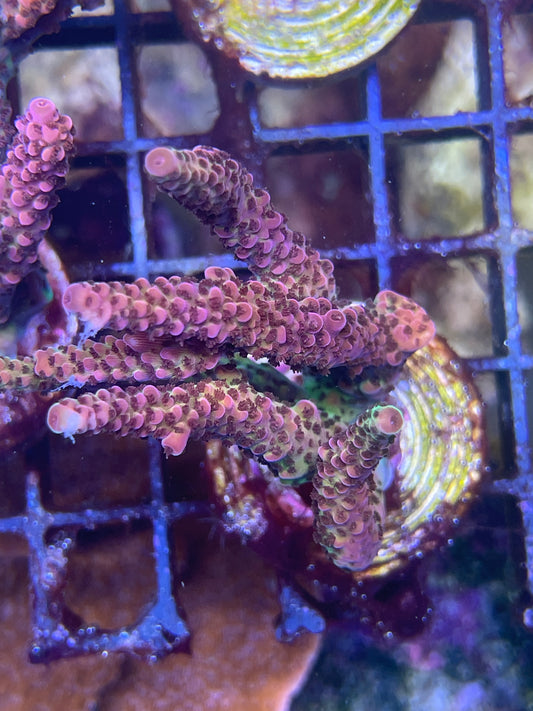 Acropora Red Diablo (Beispielbild; du erhältst einen vergleichbaren Ableger)