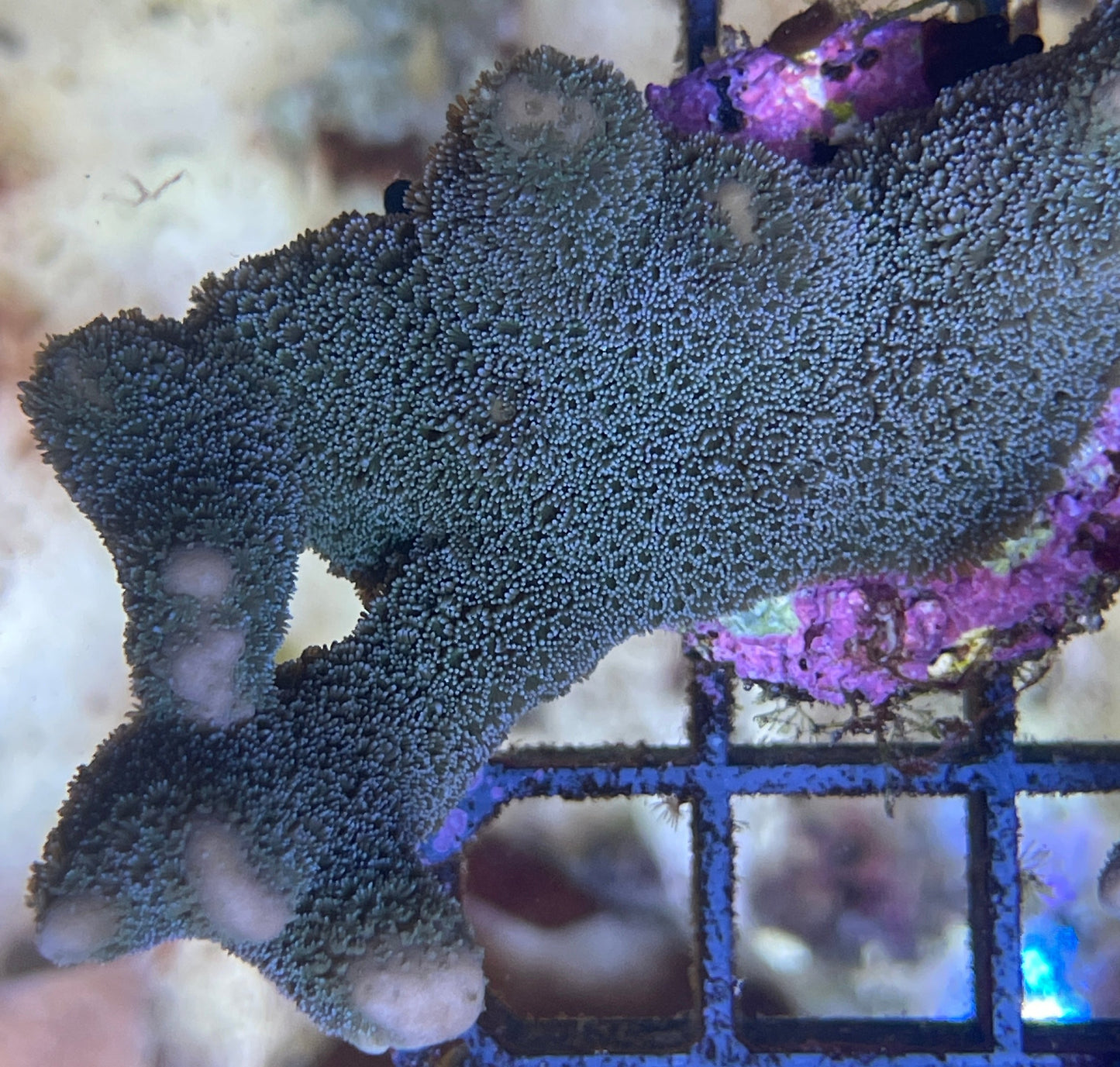 Montipora Digitata blau M Frag