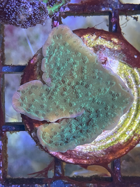 Montipora Hodgsoni Grün