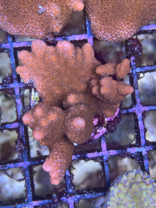 Montipora Digitata Rot M