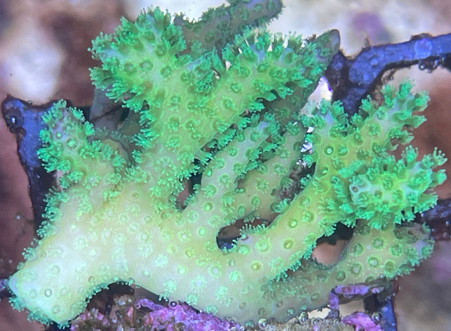 Pocillopora Damicornis – Neon Grün