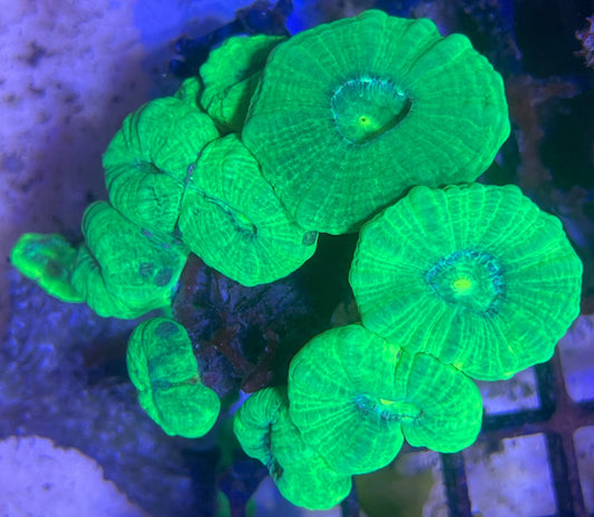 Caulastrea Furcata Toxic Green L Ableger