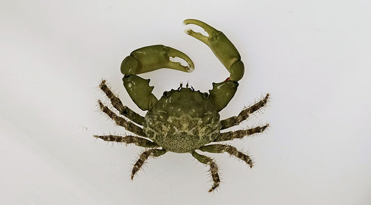 Mithraculus sculptus – Grüne Spinnenkrabbe 1-2 cm